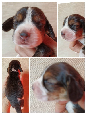 CHIOT