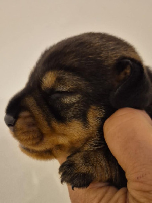 CHIOT
