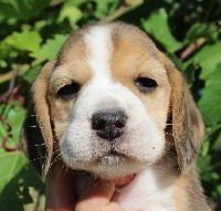 Pipa