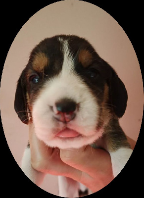 Chiot né le 27 Septembre 2022