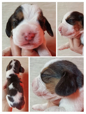 CHIOT