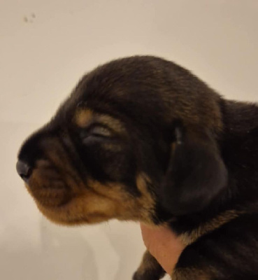 CHIOT