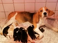 CHIOT