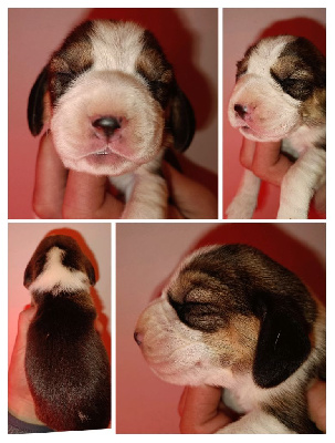 CHIOT