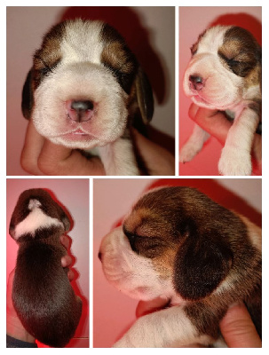 CHIOT