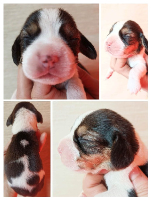 CHIOT