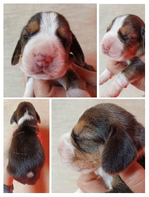 CHIOT