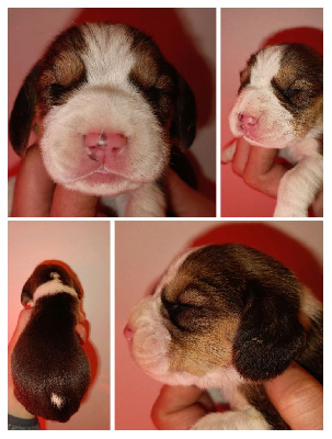 CHIOT