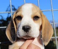 Ollie
