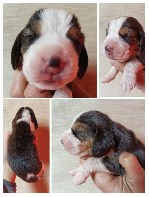 CHIOT
