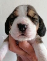 CHIOT