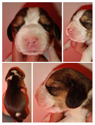 CHIOT