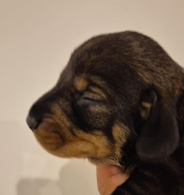 CHIOT