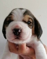 CHIOT