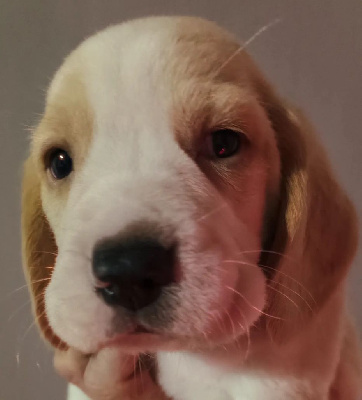 CHIOT