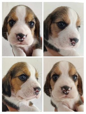 CHIOT