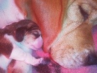 CHIOT