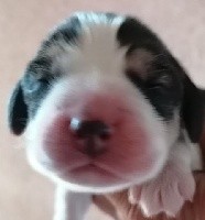 CHIOT
