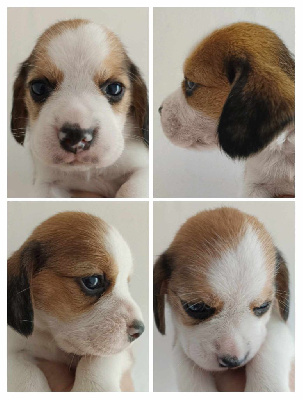 CHIOT