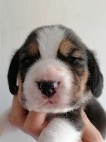 CHIOT