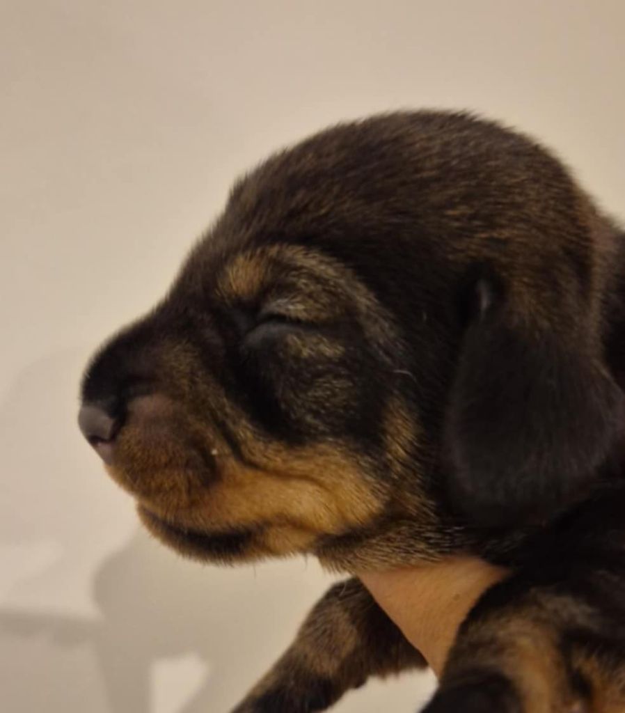 Des Chasseurs Du Temps - Chiots disponibles - Teckel poil dur