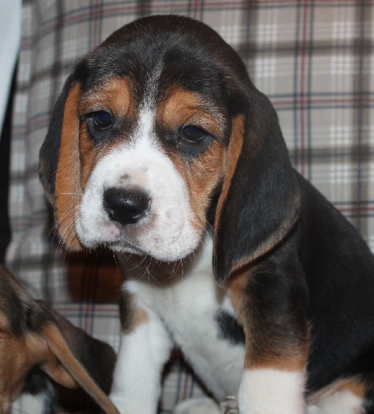 Des Chasseurs Du Temps - Beagle - Portée née le 10/10/2015