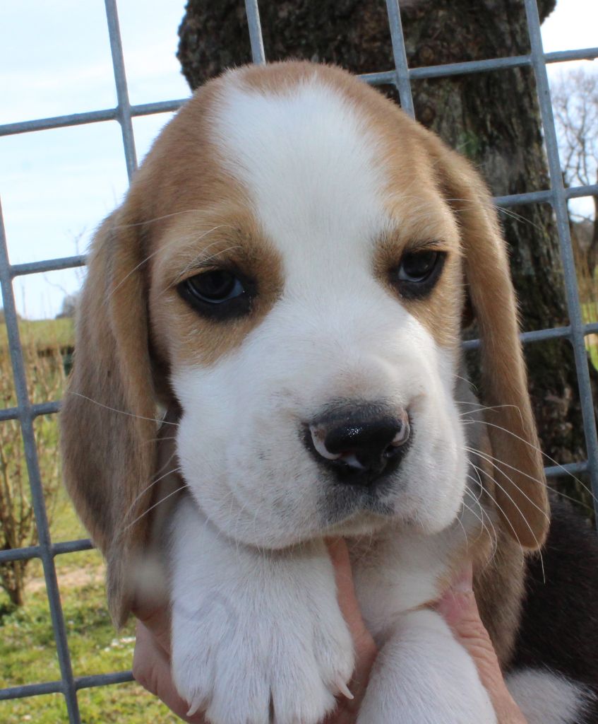 Des Chasseurs Du Temps - Beagle - Portée née le 07/02/2021