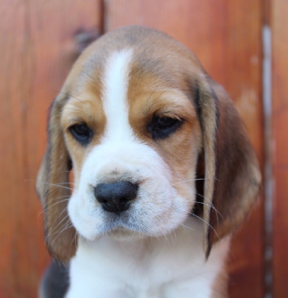 Des Chasseurs Du Temps - Beagle - Portée née le 23/07/2016
