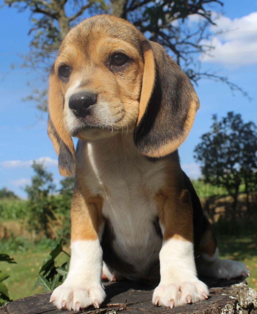 Des Chasseurs Du Temps - Beagle - Portée née le 14/05/2018