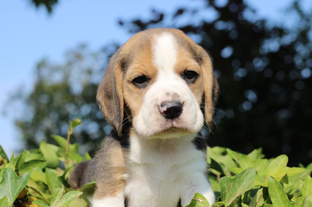 Des Chasseurs Du Temps - Beagle - Portée née le 29/05/2023