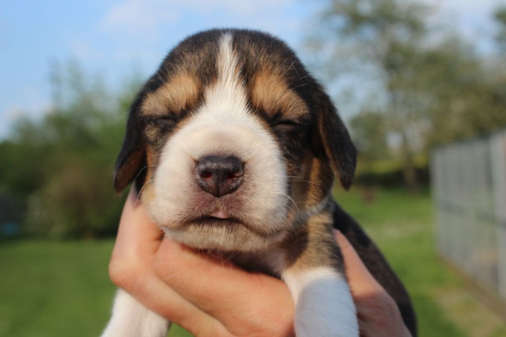 Des Chasseurs Du Temps - Beagle - Portée née le 25/03/2020