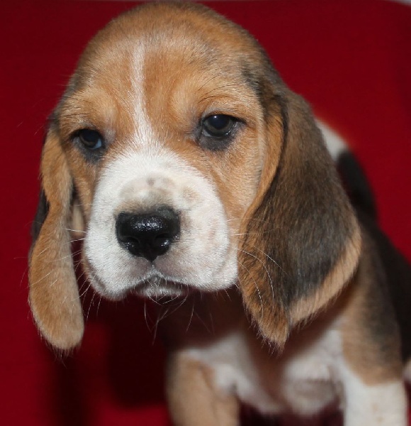 Des Chasseurs Du Temps - Beagle - Portée née le 10/10/2015