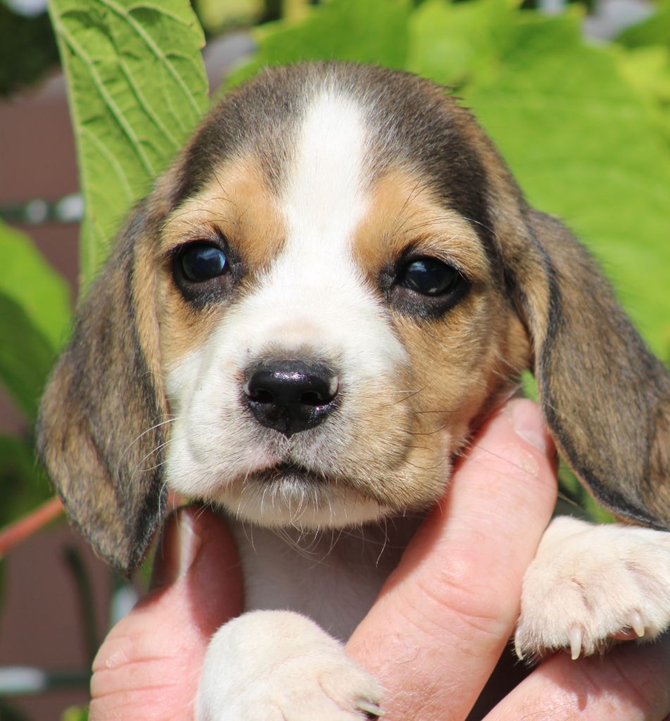 Des Chasseurs Du Temps - Beagle - Portée née le 31/05/2024