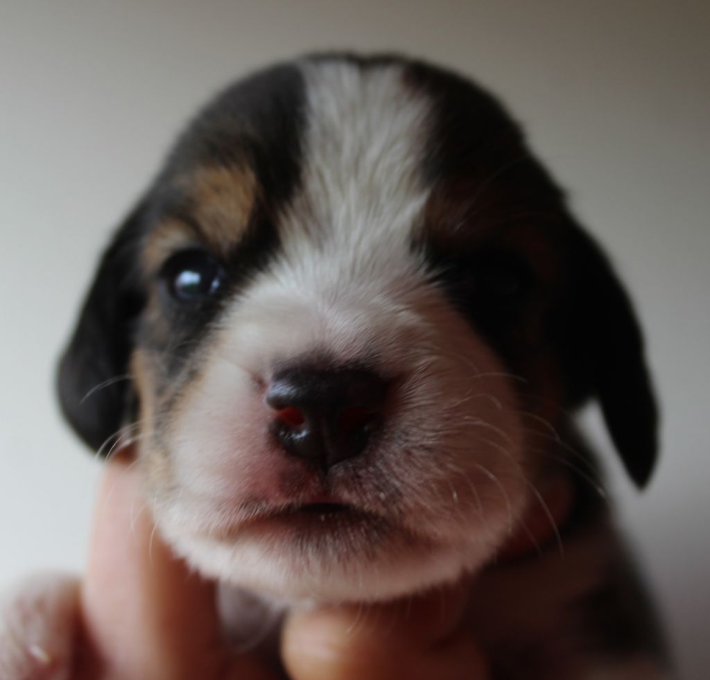 Des Chasseurs Du Temps - Beagle - Portée née le 31/05/2019