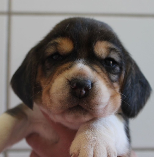 Des Chasseurs Du Temps - Beagle - Portée née le 29/09/2015
