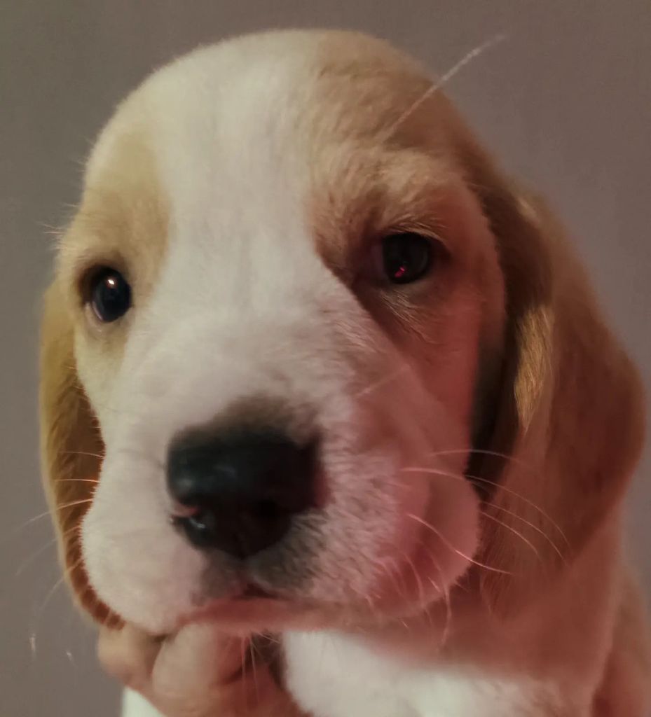 Des Chasseurs Du Temps - Beagle - Portée née le 21/12/2023