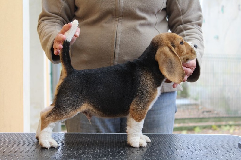 Des Chasseurs Du Temps - Beagle - Portée née le 23/09/2016