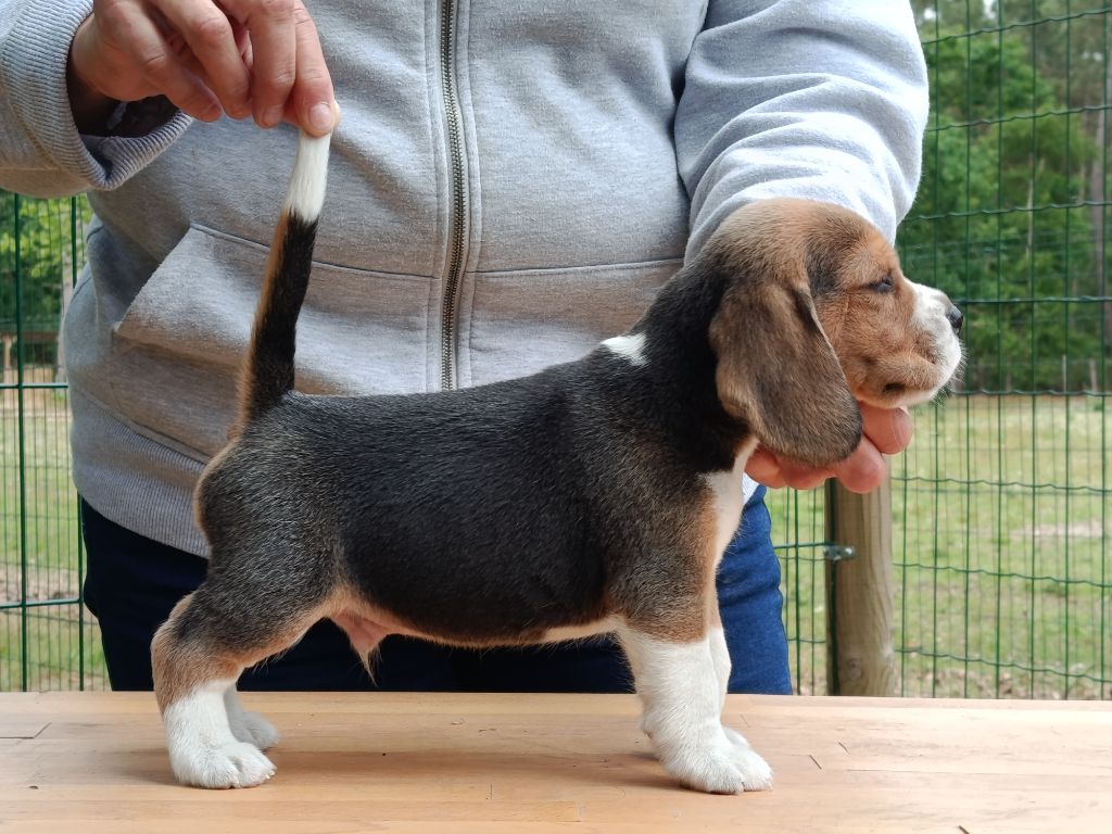 Des Chasseurs Du Temps - Chiots disponibles - Beagle