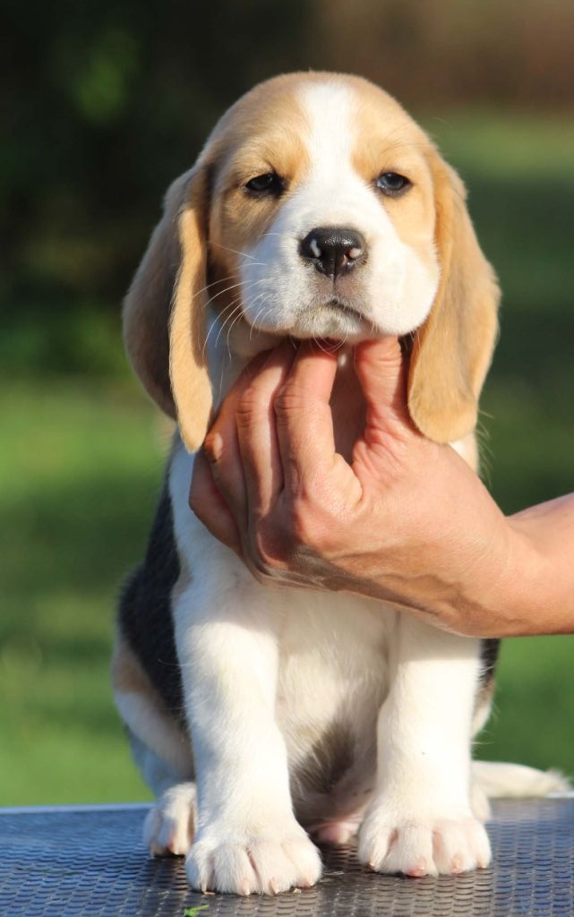 Des Chasseurs Du Temps - Beagle - Portée née le 22/07/2018