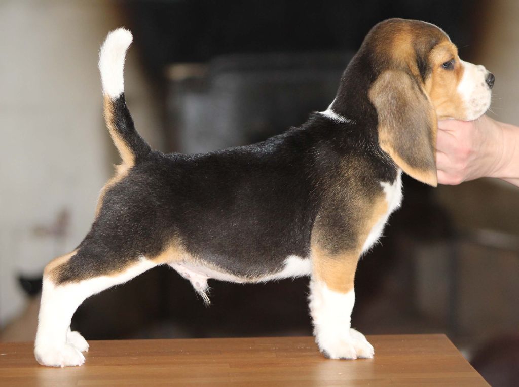 Des Chasseurs Du Temps - Beagle - Portée née le 20/01/2018