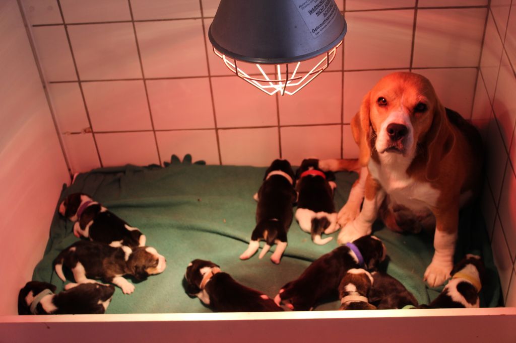 Des Chasseurs Du Temps - Beagle - Portée née le 13/06/2020