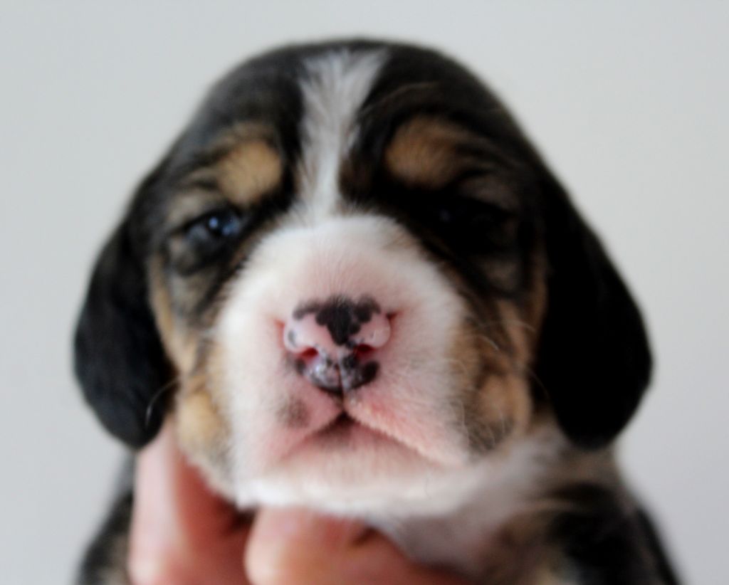 Des Chasseurs Du Temps - Beagle - Portée née le 12/04/2020