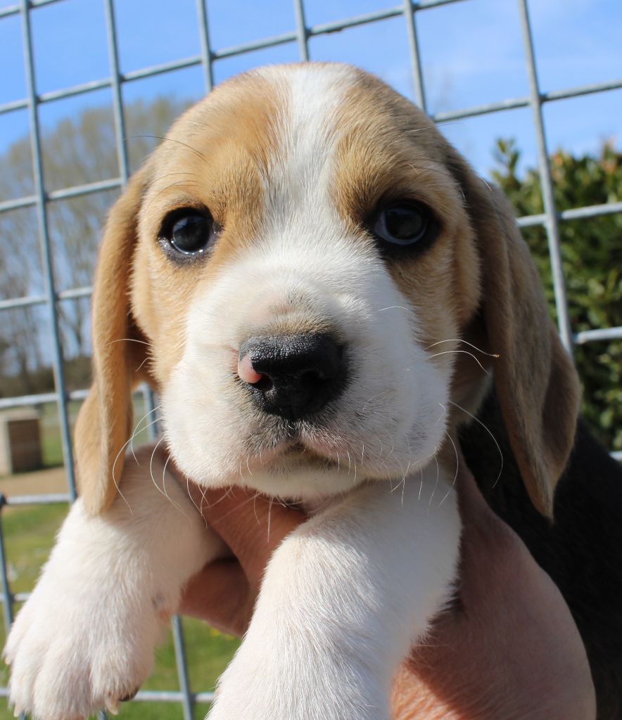 Des Chasseurs Du Temps - Beagle - Portée née le 14/02/2021