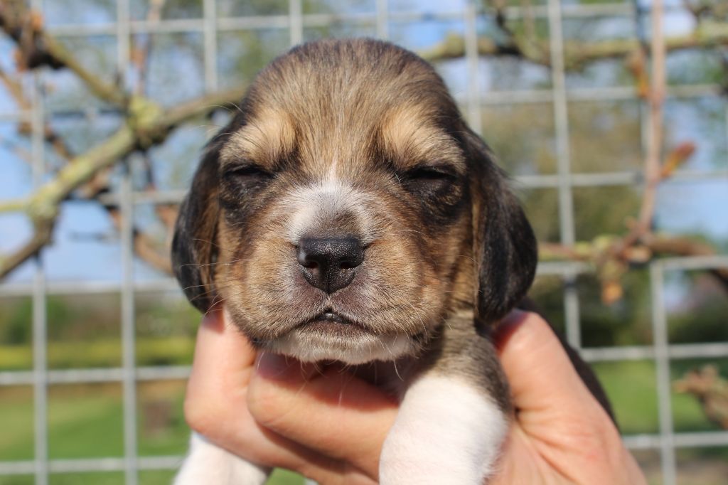 Des Chasseurs Du Temps - Beagle - Portée née le 23/03/2020