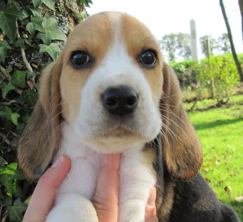 Des Chasseurs Du Temps - Beagle - Portée née le 13/09/2014