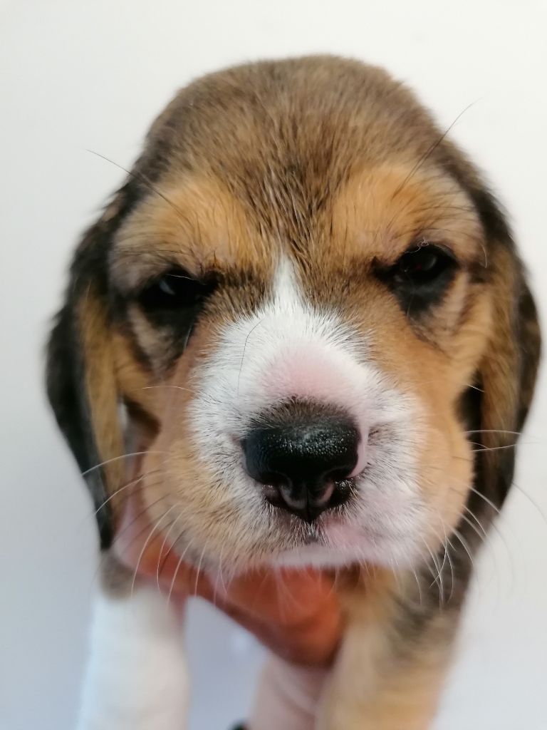 Des Chasseurs Du Temps - Beagle - Portée née le 15/03/2021