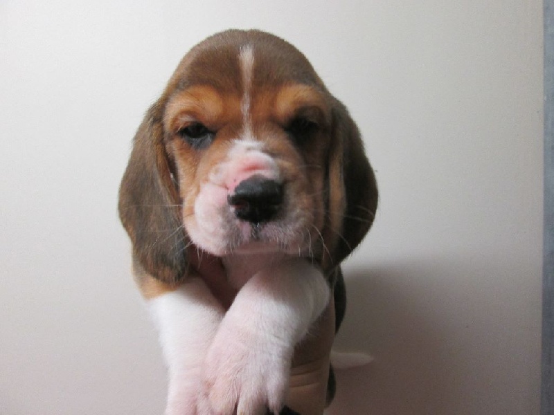 Des Chasseurs Du Temps - Beagle - Portée née le 17/10/2015