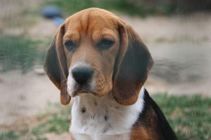 Des Chasseurs Du Temps - Beagle - Portée née le 28/03/2015