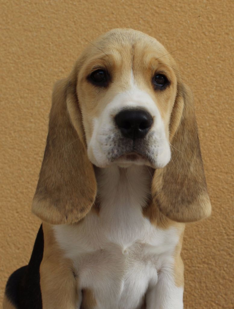 Des Chasseurs Du Temps - Beagle - Portée née le 16/07/2017