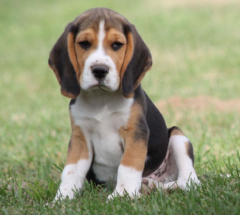 Des Chasseurs Du Temps - Beagle - Portée née le 20/07/2014